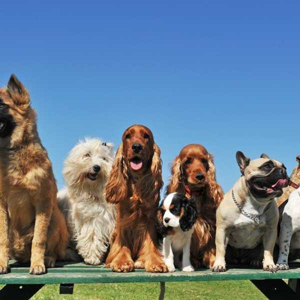 11 Dog Pictures To Help Get You Through The Week