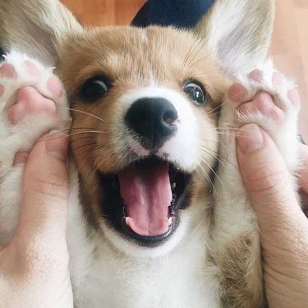 10 Of The Cutest Corgi Accounts On Instagram