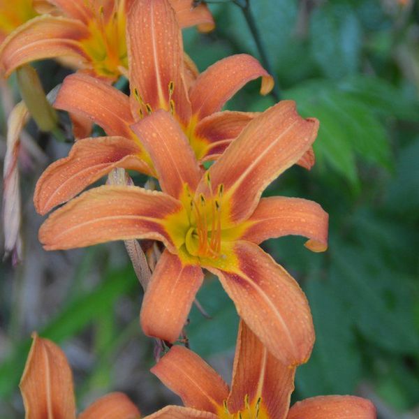 Beauty In The Hand Of The Creator