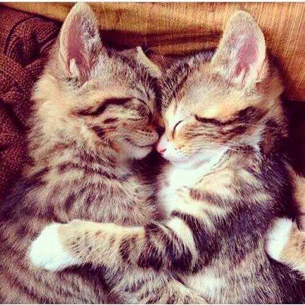 Why Cats Are Better Than Dogs