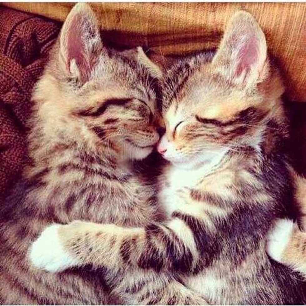 Why Cats Are Better Than Dogs