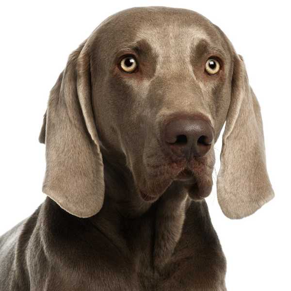 7 Of My Favorite Dog Breeds