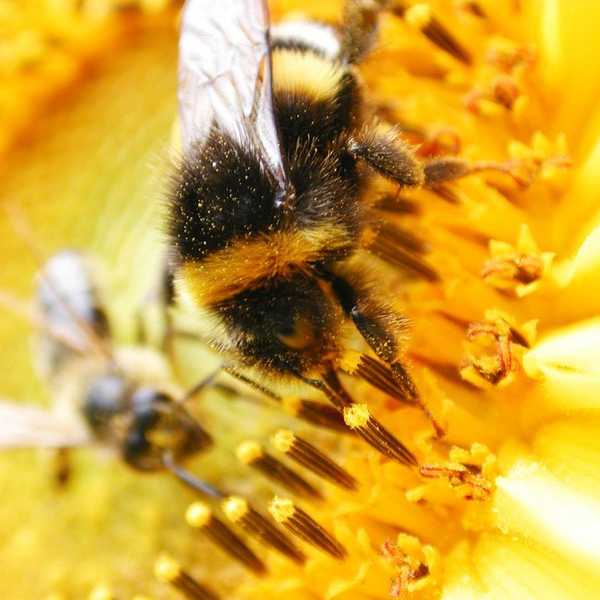 Bees Are Dying: So Who's Doing What About It?