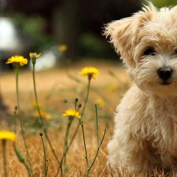 10 Reasons Why You Should Own a Poodle Or Doodle