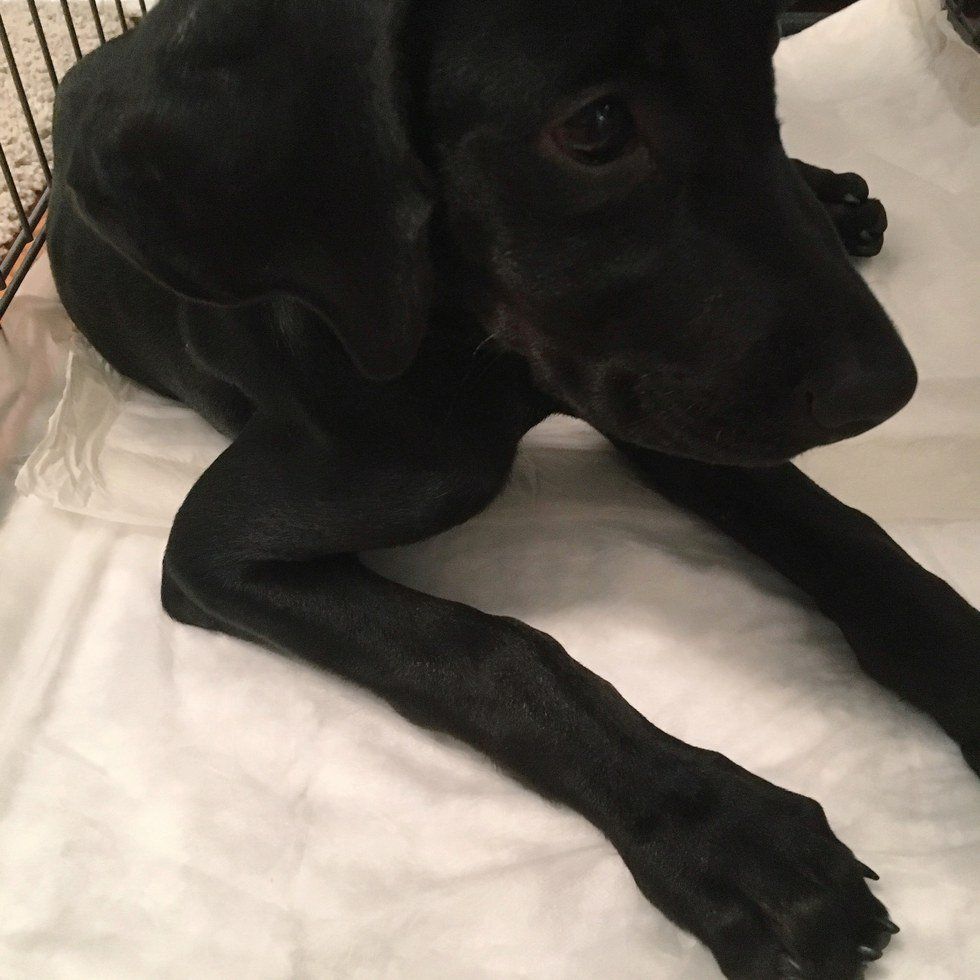 The Time I Fostered A Pup