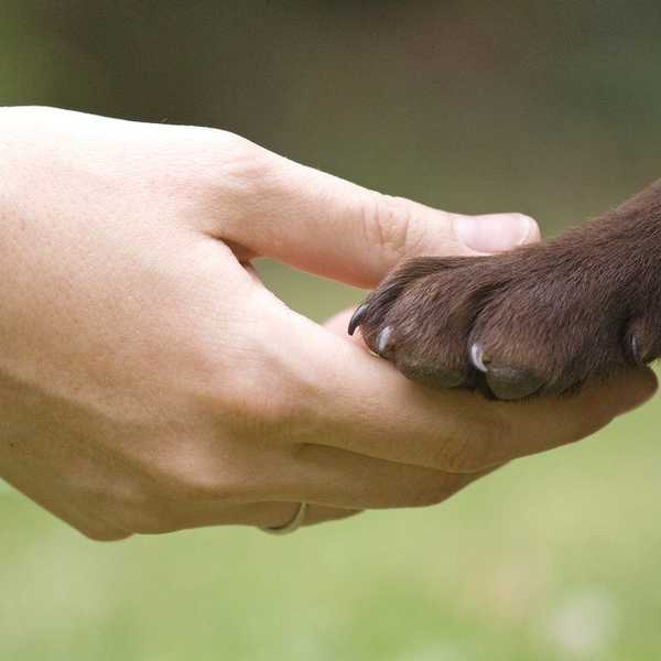 Taking Animal Rights Out Of The Vacuum