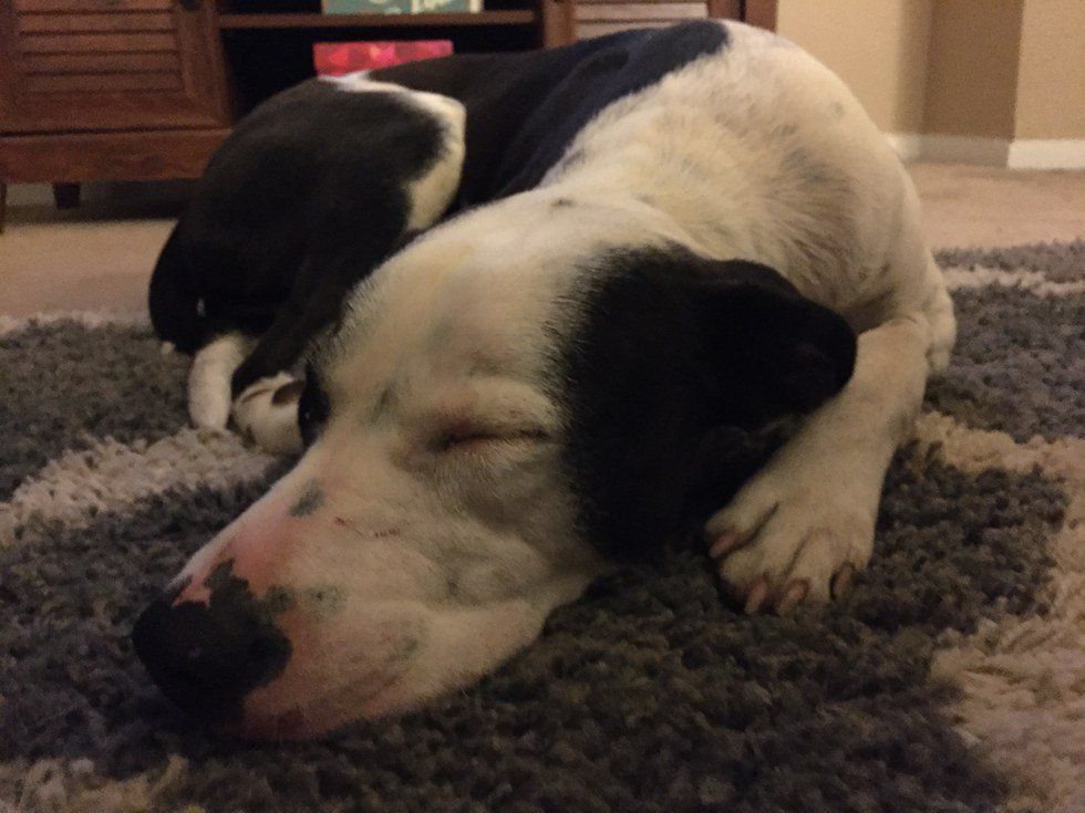 5 Reasons Why Getting a Dog In College Was My Best Decision Ever