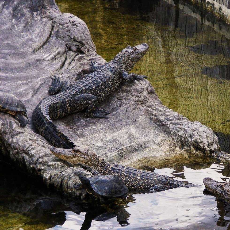Circa 2008: The Gator Farm