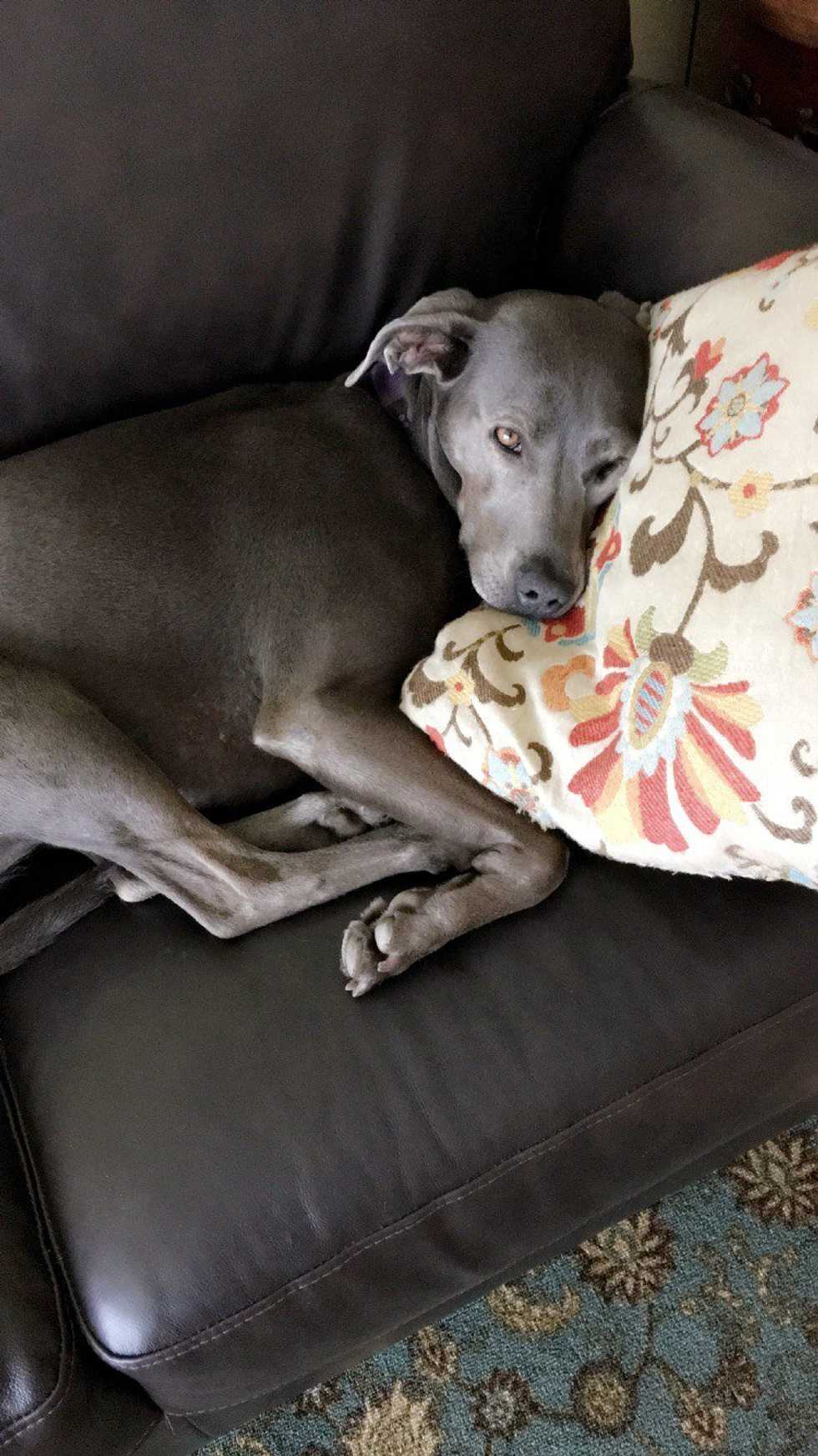 Confessions Of A Dog Lover