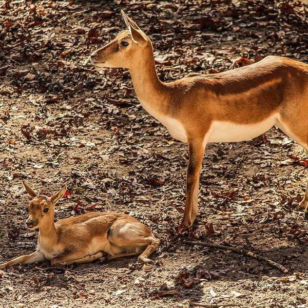 I'm Going To Be A Dad! Or Not; I Haven't Made Up My Mind Yet.