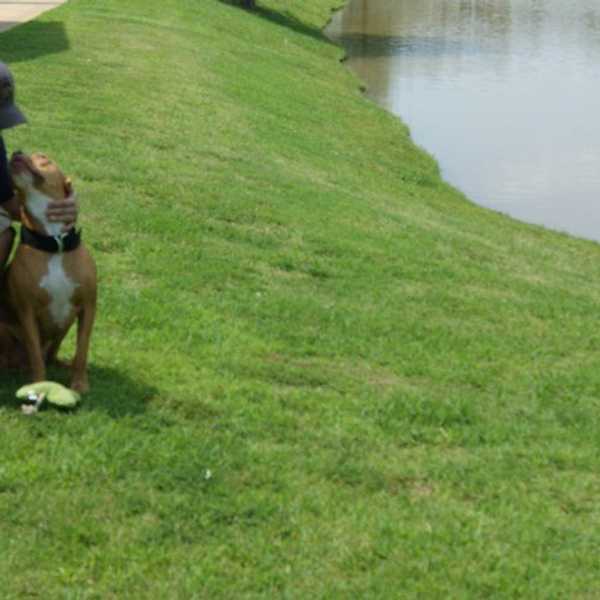 Pitbulls: Redefining The Notorious Breed Through The People That Love Them