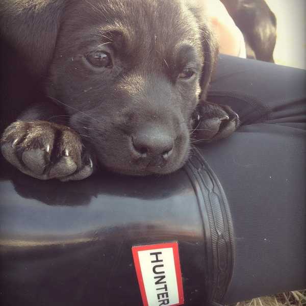 10 Reasons Why I'm A Dog Person