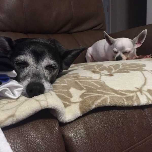 Sweet, Sweet Fur Babies