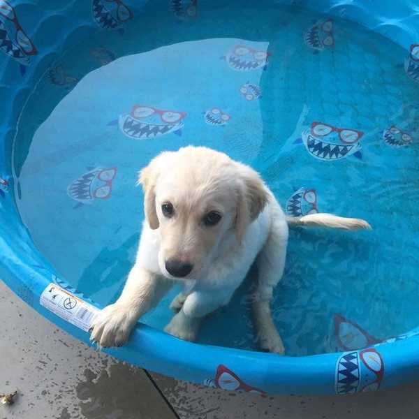 What I've Learned From Getting A Puppy