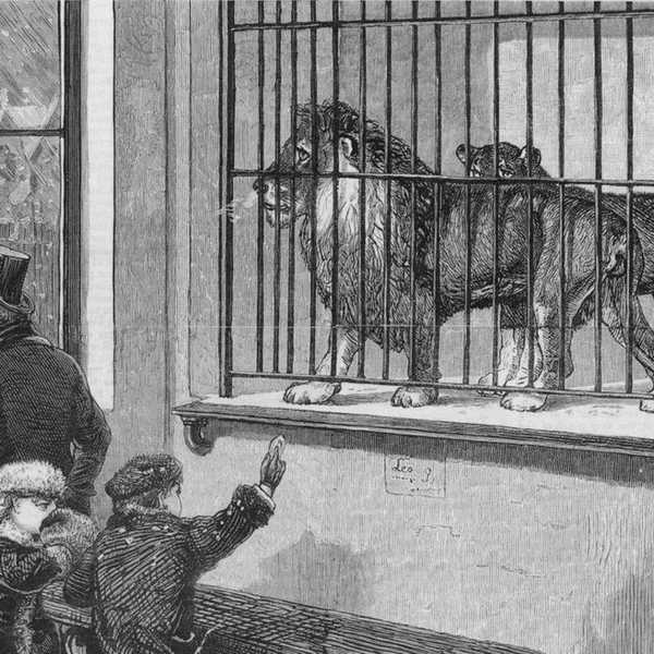 A Vicious Cycle Of Animal Exploitation