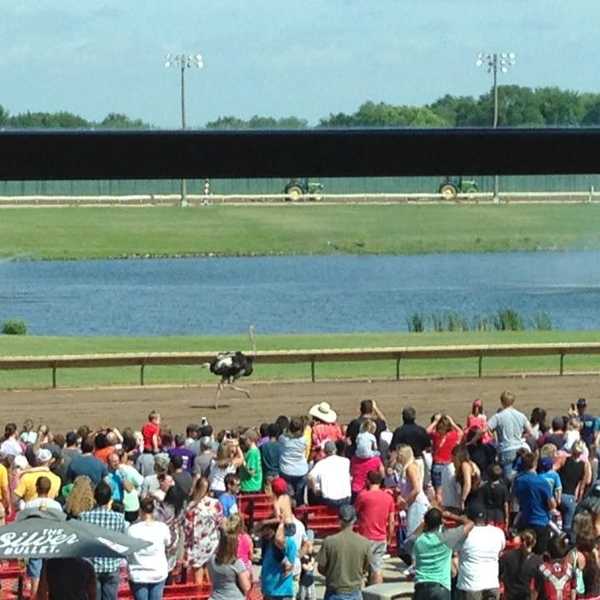 Camels and Zebras and Ostriches... Oh My!