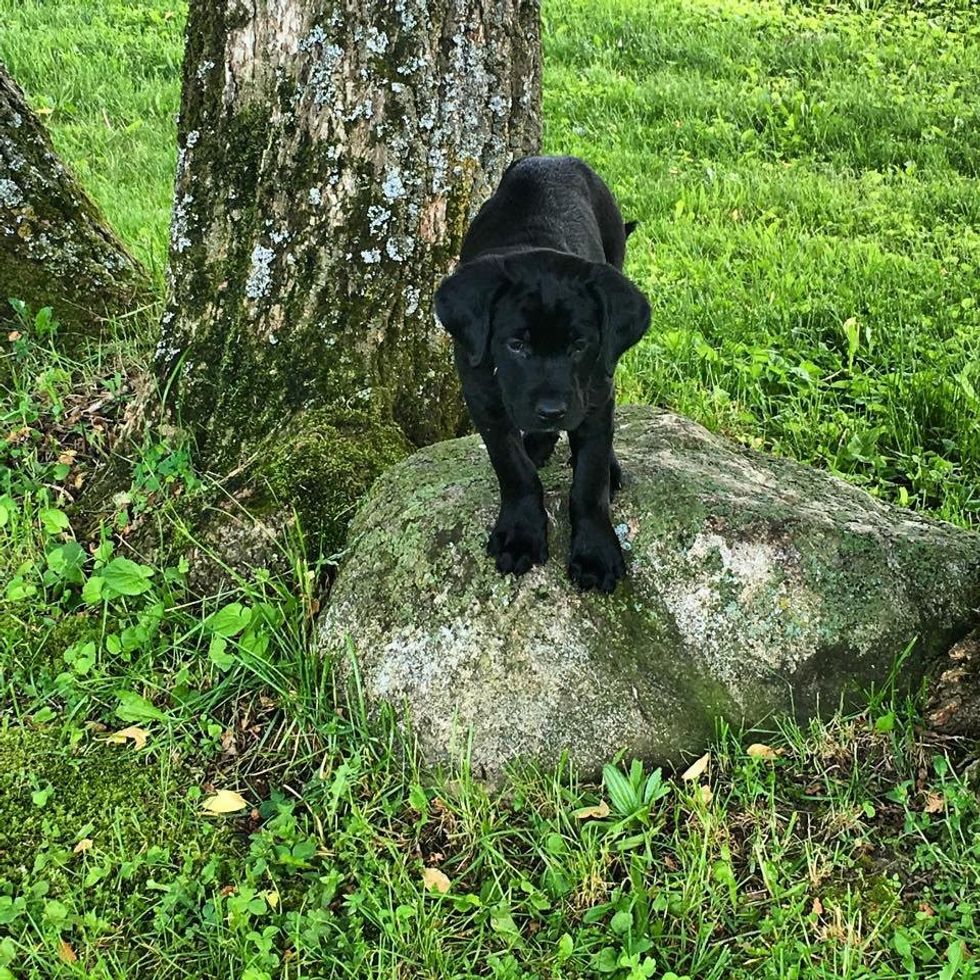 5 Life Lessons You Learn From A Puppy
