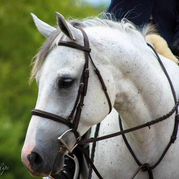 20 Life Lessons You Learn From Riding Horses