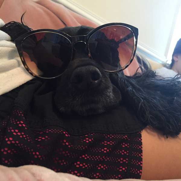 21 Life Lessons That Dogs Teach Their Owners