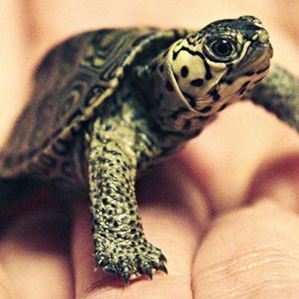 9 Reasons Why You Should Have A Turtle As A Pet