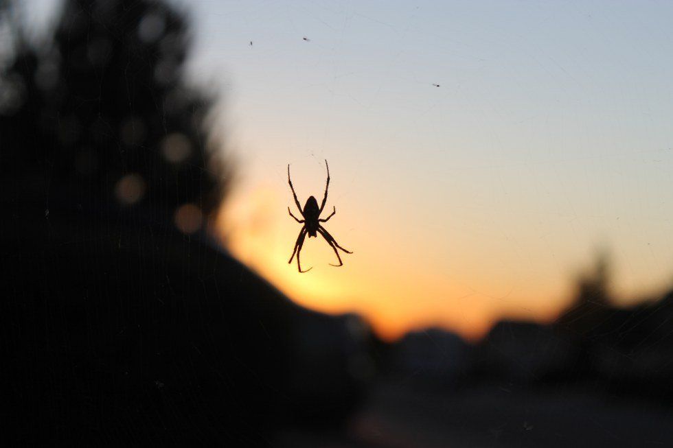 Bugging Out For Summer