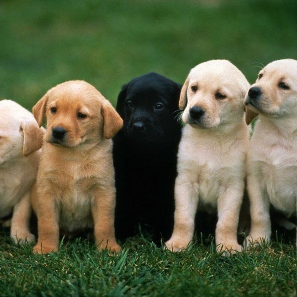 25 Reasons My Dog Is My Role Model