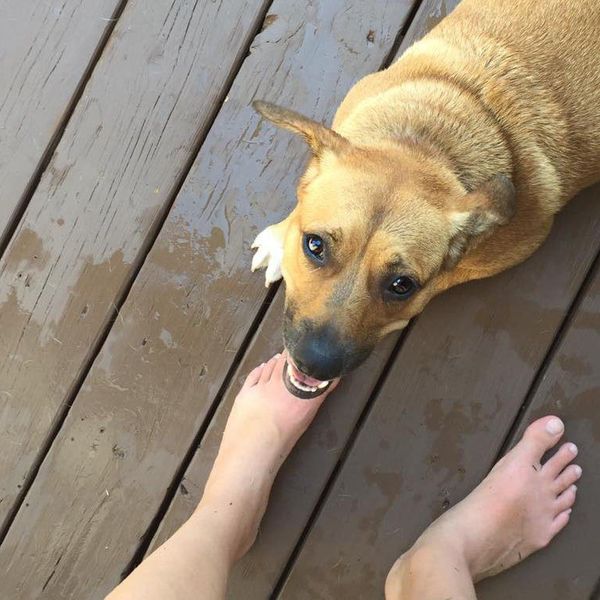 10 Reasons Why Dogs Are The Best