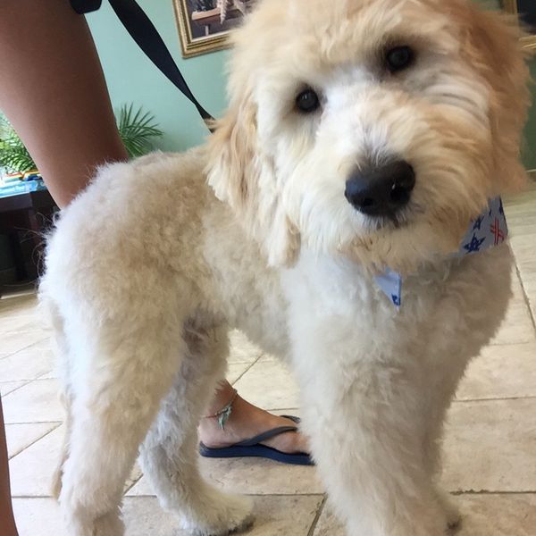 7 Reasons Dogs Are Better Than People