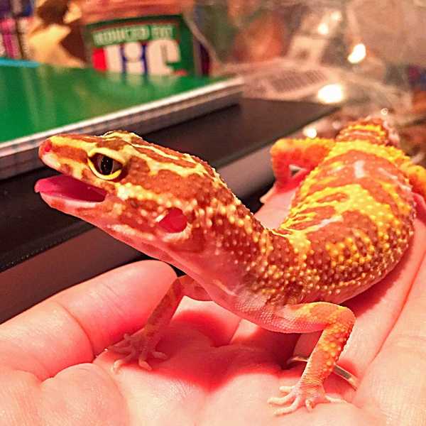 Reptiles That Make You Question Your Favorite Pet
