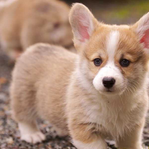 10 Reasons Dogs Truly are the Best Animals