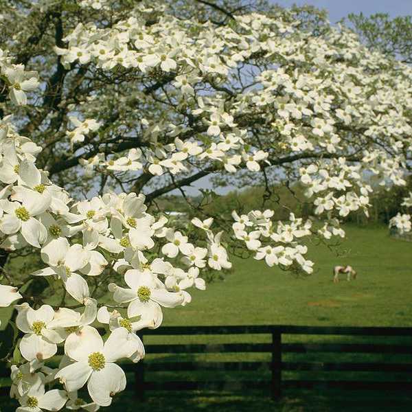 Why Virginia Is The Most Aesthetic State