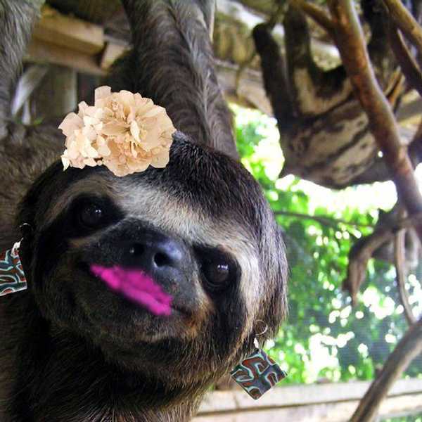 Sorority Recruitment As Told By Sloths