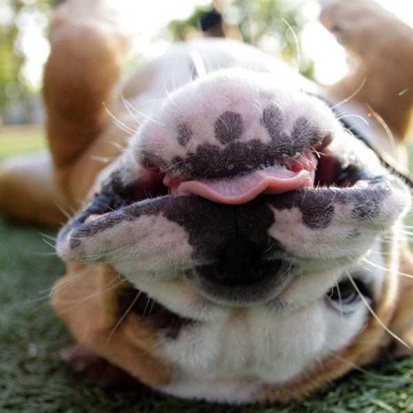 20 Dogs That Are Sure To Cheer You Up