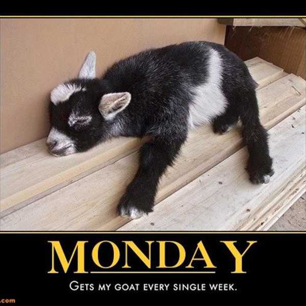 Mondays As Told By Animals