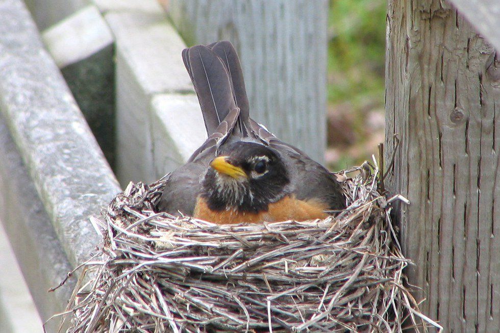 Leaving Behind Empty-Nesters