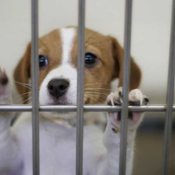 Fight For Fido