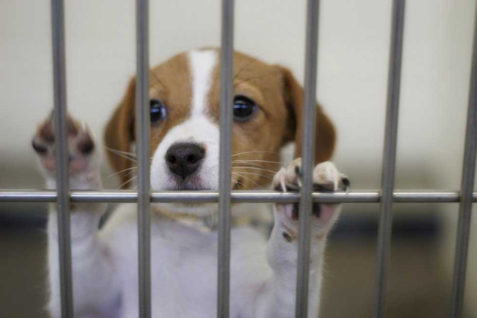 Fight For Fido