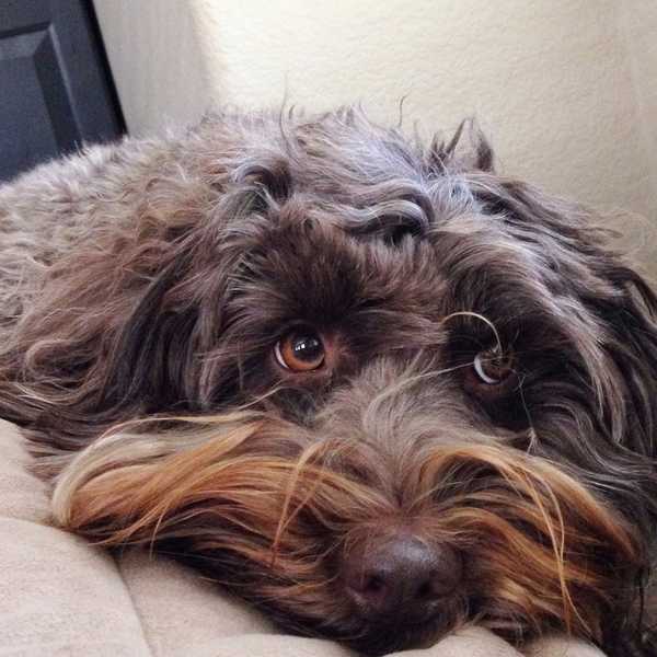 13 Reasons You Need A Dog In Your Life
