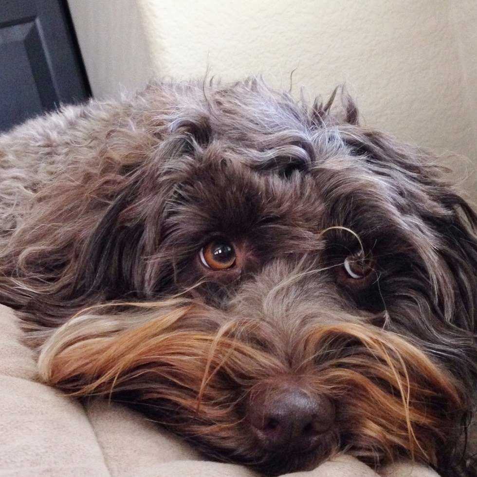 13 Reasons You Need A Dog In Your Life