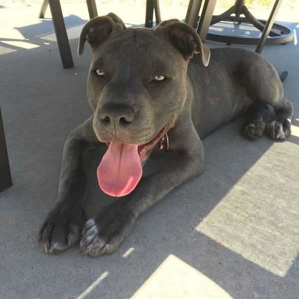 The Most Dangerous Breed