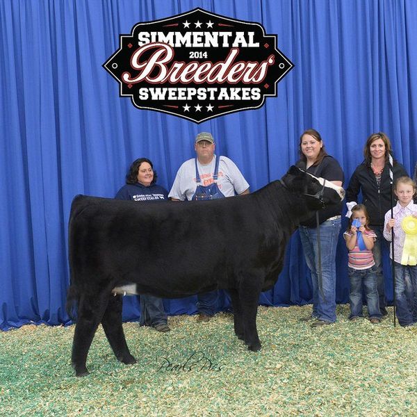 11 Things I Learned From My Show Heifer