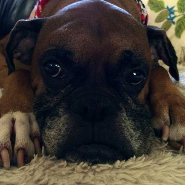 31 Reasons Dogs Are Better Than Any Significant Other