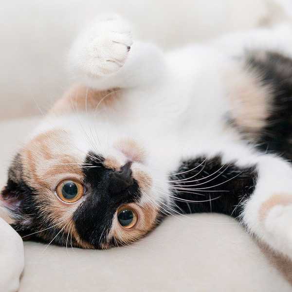 I Love Cats