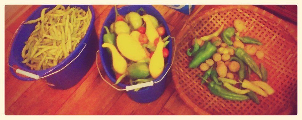 Lessons From The Garden