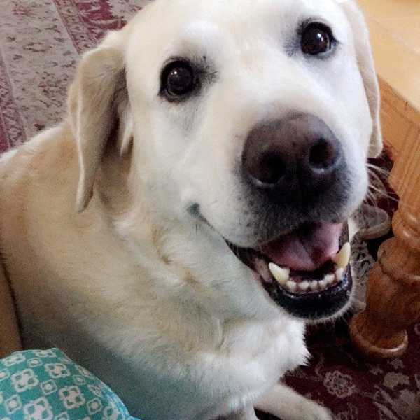 10 Reasons Dogs Are The Best