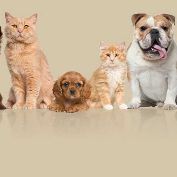 Animal Lives Matter Too