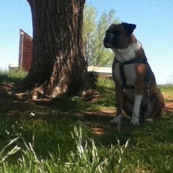 Why It's So Hard To Lose A Pet