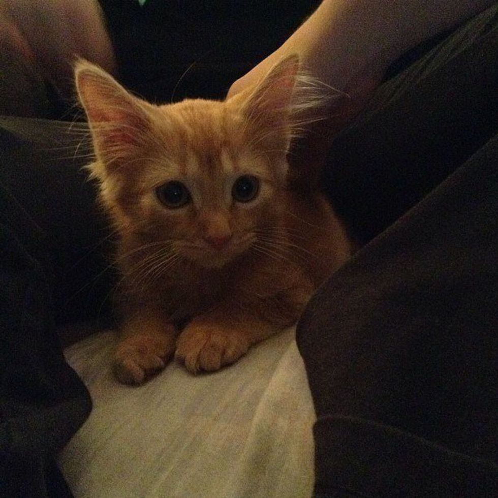 6 Reasons Why Cats are the Best