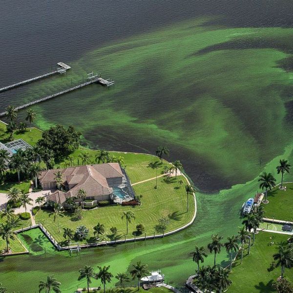 Toxic Algae Bloom Affecting Florida
