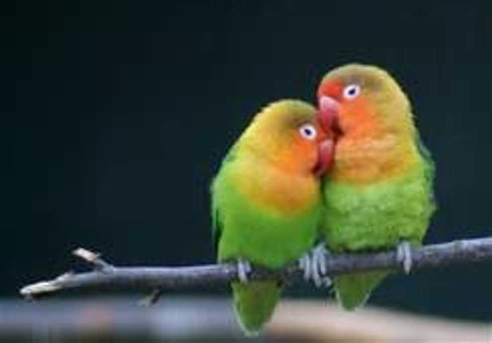 To Couples Who Overindulge In PDA